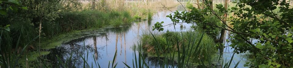 Das Foto zeigt ein Moor mit offenen Wasserflächen.