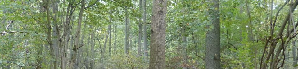 Auf dem Foto ist ein Laubwald mit dichten Unterwuchs zu sehen.