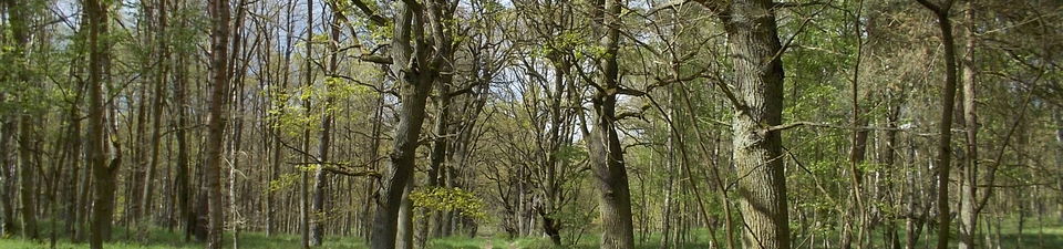 Im Bild ist ein unbefestigter Pfad durch einen Eichenwald zu sehen.