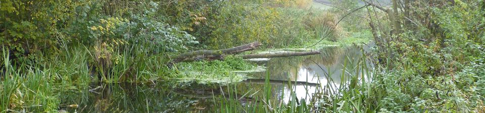 Das Bild zeigt einen Bach, zwei Bäume sind umgestürzt und hängen darüber. Schilf wächst am Ufer.