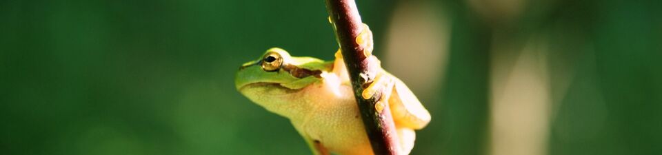 Ein Laubfrosch klammert sich an einen Zweig