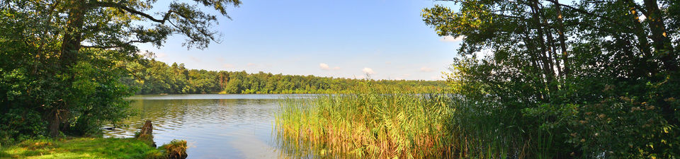 Im Bild ist der Kolpinsee zu sehen. Links befinden sich einige Gehölze, ebenso wie rechts. Auf der rechten Seite im See wächst zudem Schilf.