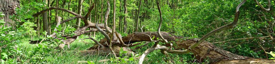 Das Foto zeigt einen dicht bewachsenen Wald. Links ist eine Eiche zu sehen, rechts ein umgefallener Baum. Im Hintergrund erkennt man viele junge, dünnstämmige Bäume.