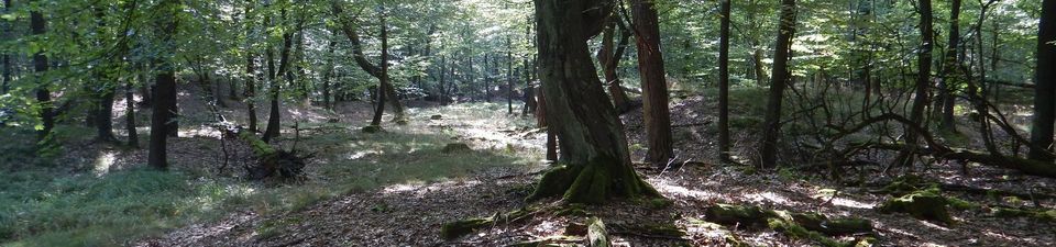 Im Bild ist ein Laubwald zu sehen. Der Fokus liegt auf einem Baum in Vordergrund, der ausladende Wurzeln aufweist. Das Laub des vergangenen Herbstes ist am Waldboden erkennbar.
