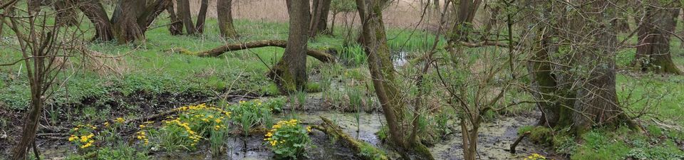 Im Foto ist ein Auenwald zu sehen. Mehrere Horste der Sumpf-Dotterblume wachsen in trüben Wasser.