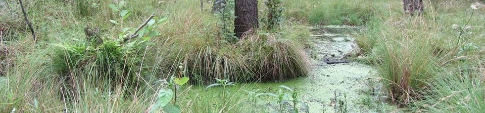 Im Bild sehen Sie einen Moorwald bestehend aus Kiefern. Eine fast vollständig zugewachsene Wasserstelle befindet sich in der Mitte des Bilds.