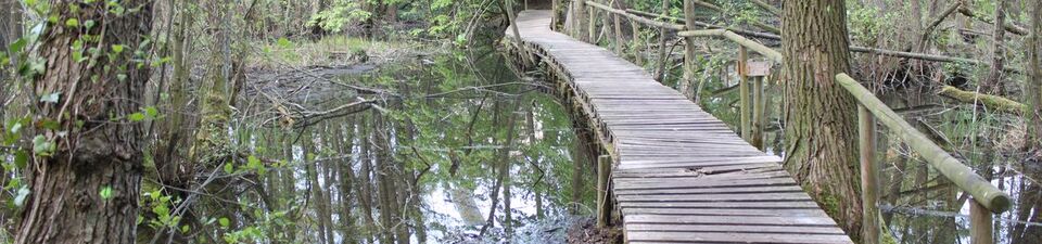 Im Bild sieht man ein Moor, Erlen wachsen hier. Ein Holzsteg führt quer durch das Gebiet drüber.
