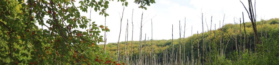 Im Foto ist ein trockenliegendes Moor zu sehen, welches sich inmitten eines Waldes befindet. Auf dem Moor selber stehen abgestorbene Bäume.