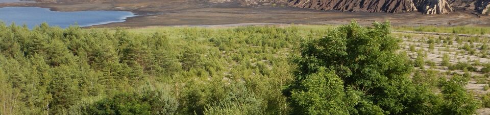 Im Bild sieht man eine Bergbaufolgelandschaft im Hintergrund mit einem kleinen See im Westen. Im Vordergrund ist eine Offenlandschaft mit einigen Bäumen erkennbar.