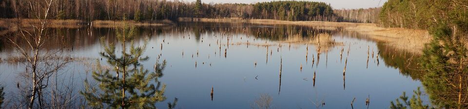 Im Foto ist der Luisensee zu sehen, im Vordergrund befindet sich ein Uferrandstreifen mit Gehölzen. Auf der anderen Seeseite ist eine Sandbank und ein Wald zu erkennen.