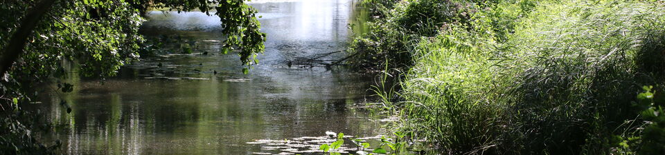 Im Bild zu sehen ist die Dahme im Urstromtal bei Golßen. Einige Teichrosenblätter wachsen nahe des Uferbereichs.